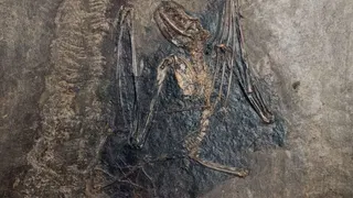 We Finally Know Where Bats Came From—and Dracula Would Approve