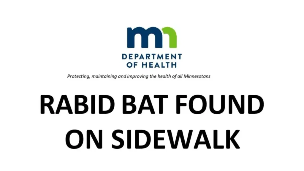 Minnesota Woman Picked Rabid Bat Off Sidewalk. Now Health Officials Are Desperate to Find Her