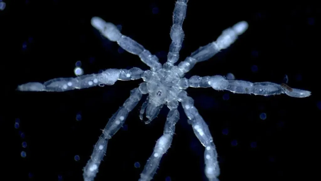 This Newly Discovered Sea Spider Is a Parasite With Its Own Parasites