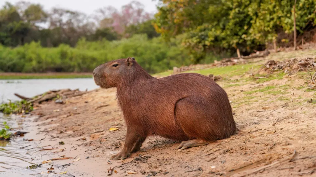A Fossil Capybara Tooth Suggests the Atacama Desert Was Once Surprisingly Wet