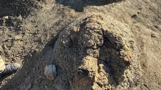 Massive Footprints Found in North Dakota Reveal How T. Rex Walked