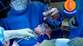 These Scientists Are Charting a New Future for Organ Transplantation—and It Starts With Pigs