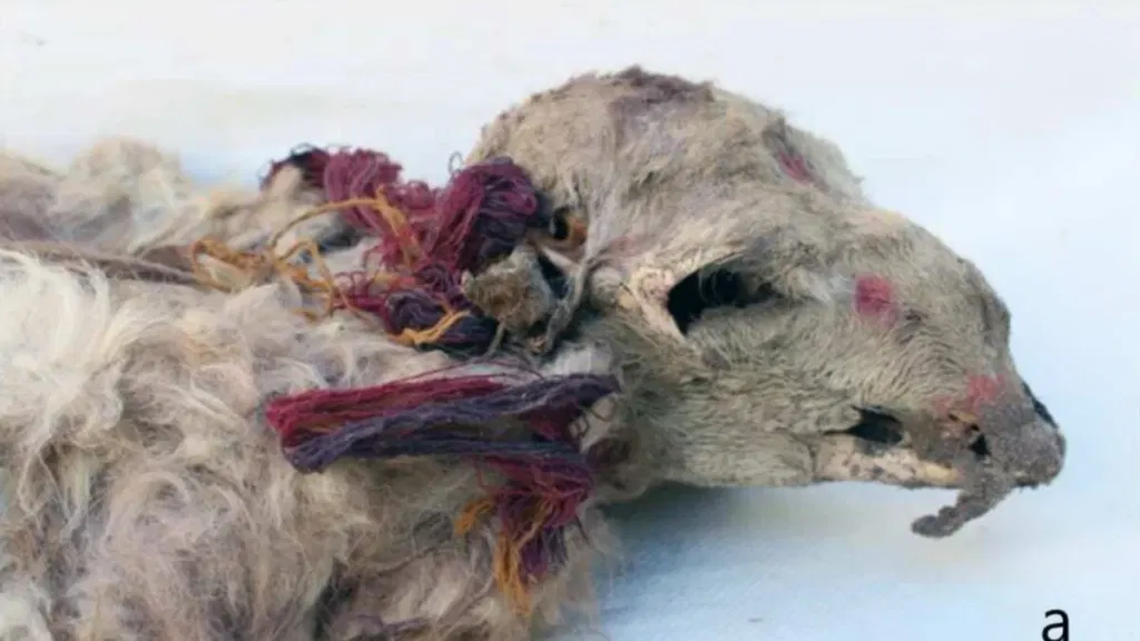 The Inca Dressed Llamas in Tassels and Face Paint—Then Likely Buried Them Alive