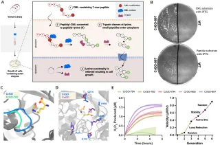 De-Aging Human Tissue Using Special Enzyme to Remove AGEs