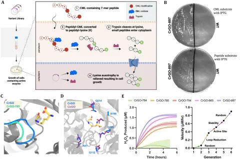 De-Aging Human Tissue Using Special Enzyme to Remove AGEs