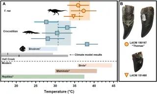 Determining the Body Temperature of Tyrannosaurus rex