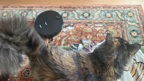 Which robot vacuum works the best on pet hair? After testing, my cats and I chose our top picks for 2026.