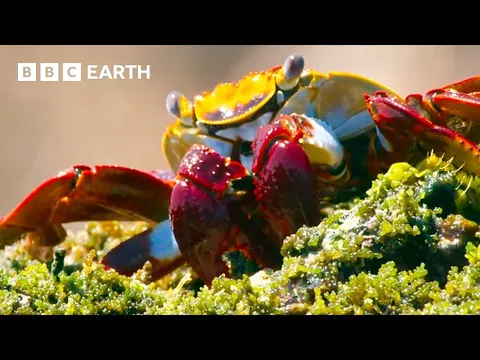 Three Hours of Unbelievable Moments From Nature, Narrated by David Attenborough