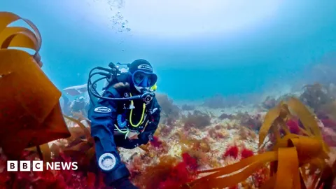 Scientist's lifelong obsession with mystery of elusive 'pink zebra' seaweed