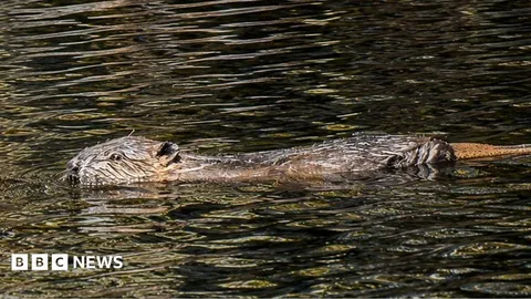 Beaver dams 'helping boost drought resilience'