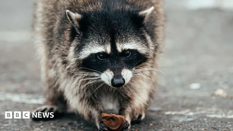 Why 'Jimothy' the raccoon has become a mega meme online