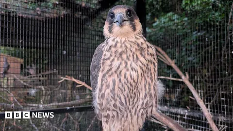 Injured peregrine reunion 'brought tears to eyes'