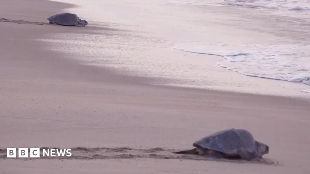 Mass nesting brings swarms of turtles to Mexican beach