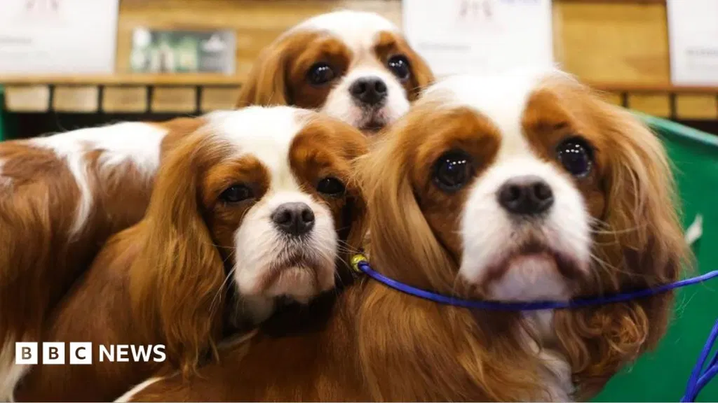 Ministers reject dog ownership licence scheme