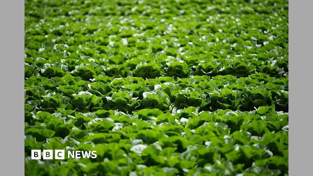 Millions of lettuces ruined by UK aphid outbreak