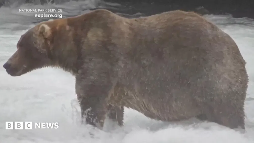 Watch: Meet 'Backpack', the chunky bear who won Fat Bear Week