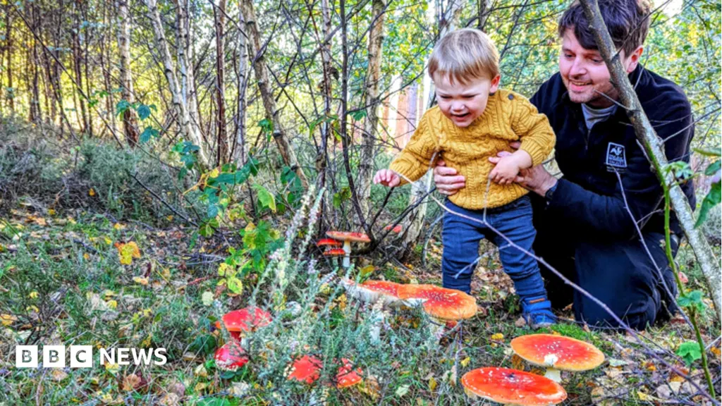 Why families are being urged to look closer on autumn walks