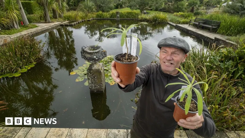 Rare tree offspring given lifeline at Scottish botanic garden