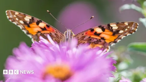 Butterflies thrive in micro-reserve garden