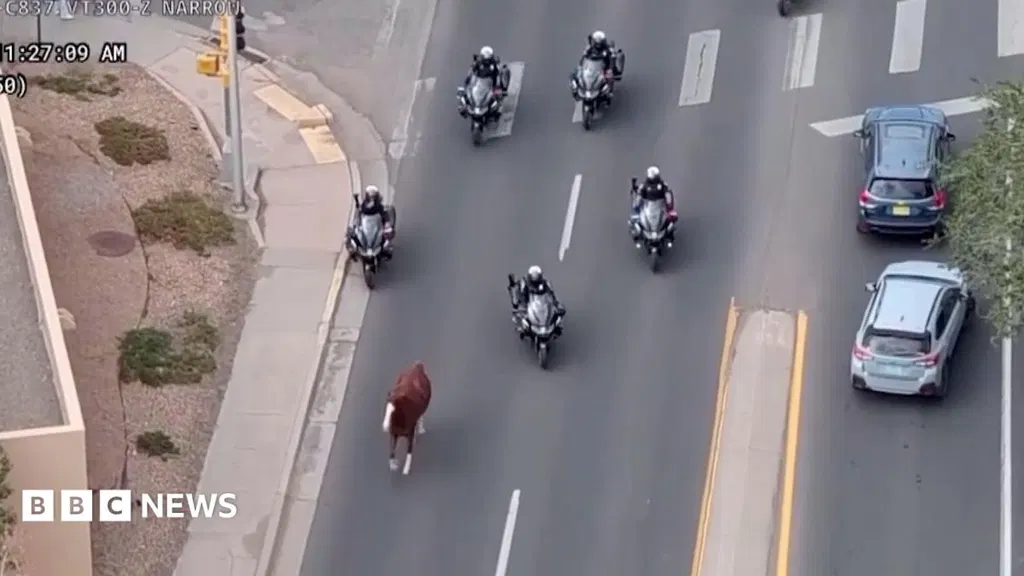 Runaway horse captured by police on motorbikes