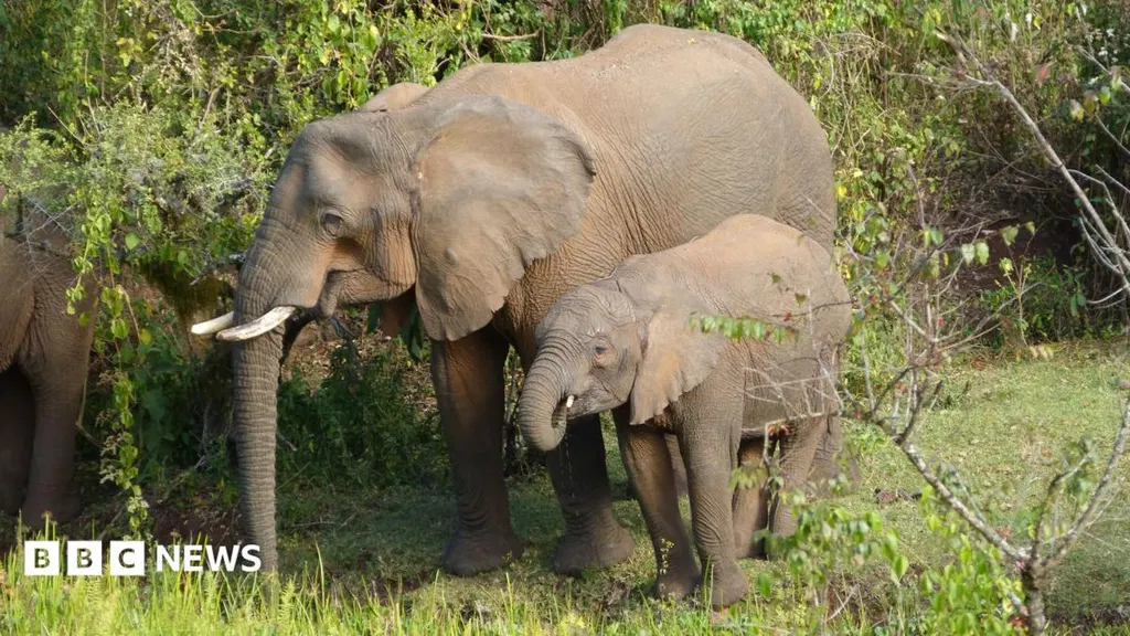 Elephants use medicinal plants to treat themselves, researchers find