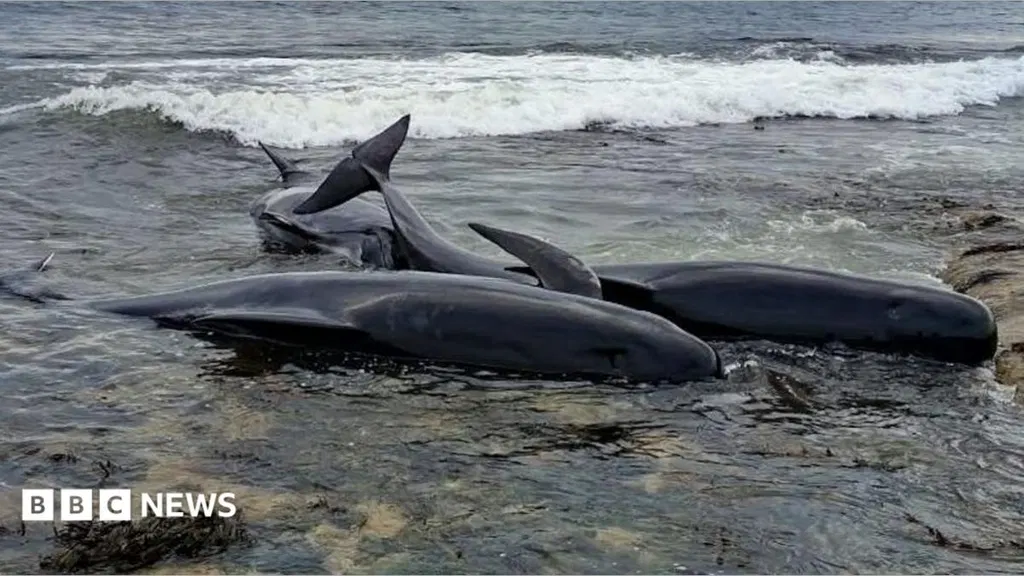 Two pilot whales dead after mass stranding