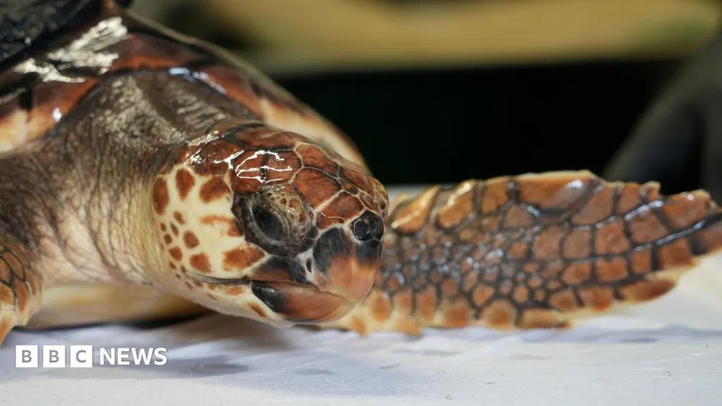 Betty the 'cold-stunned' turtle set for Azores release