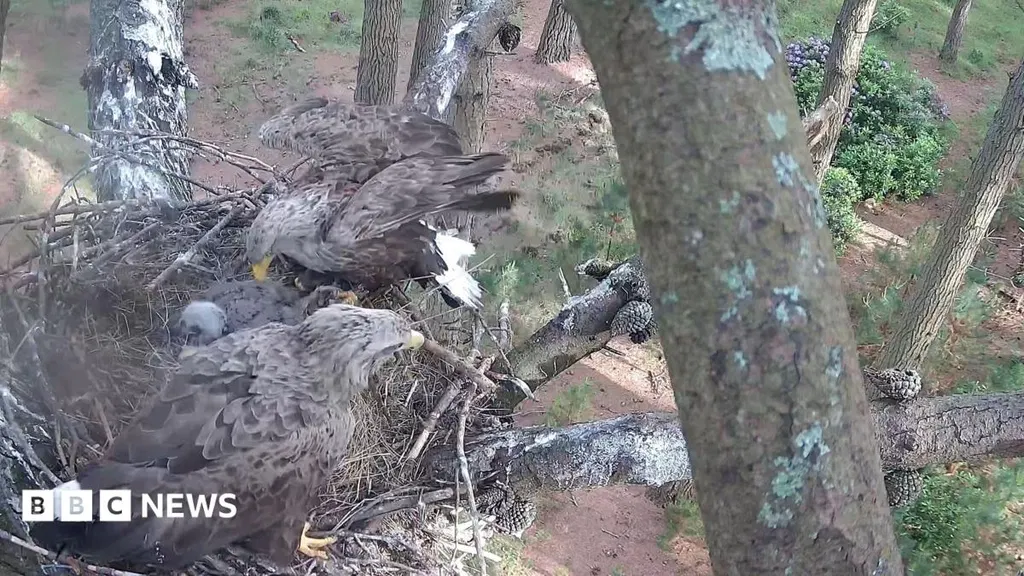 White-tailed eagle chicks fledge for fourth year
