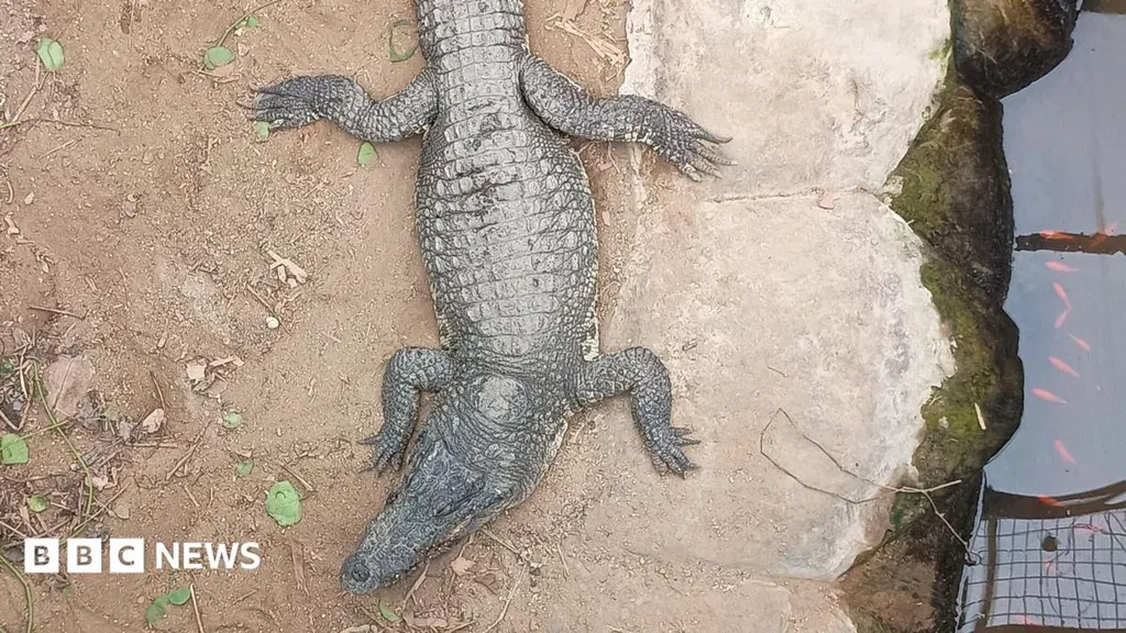 Crocodile attack suspect has bail extended