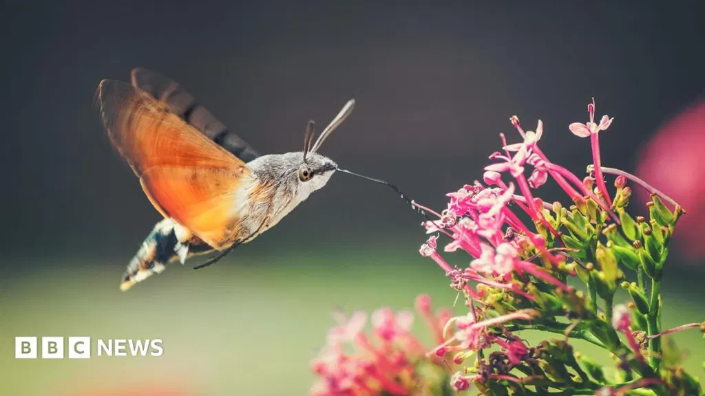 Have you seen the hummingbird hawk moth?