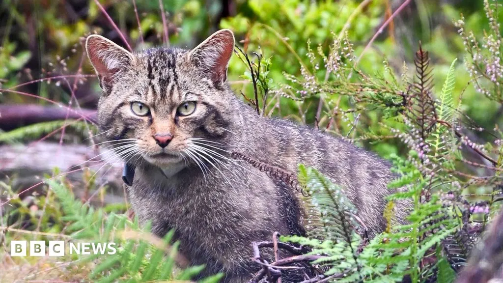 Inside Scotland's wildcat HQ - 'It's like Big Brother for cats'
