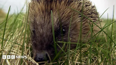 Hedgehog road deaths 'devastating' populations