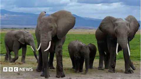 Pesticide-sprayed tomatoes suspected to have killed 15 elephants in Kenya
