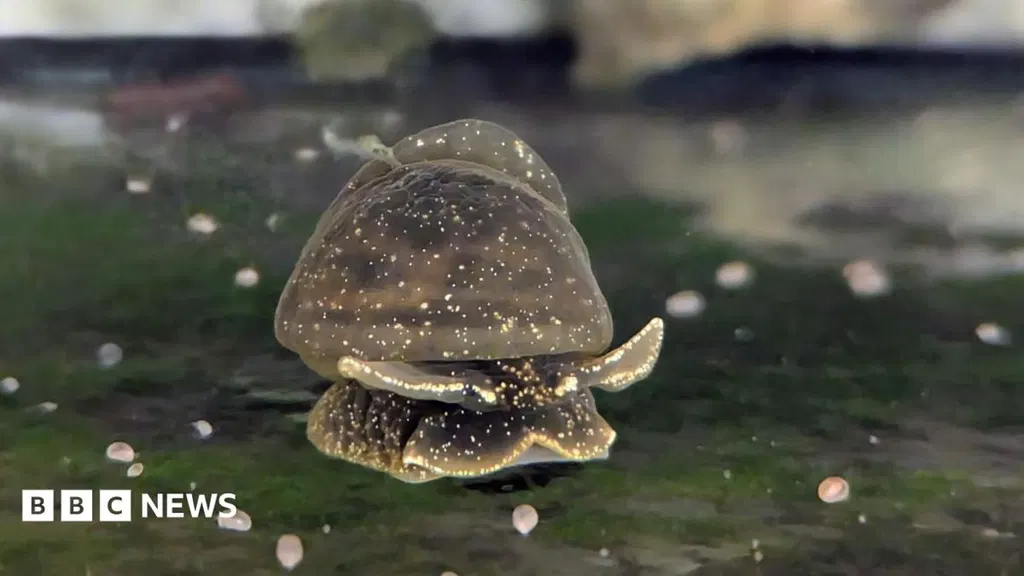 Rare snails lay eggs during car journey to zoo