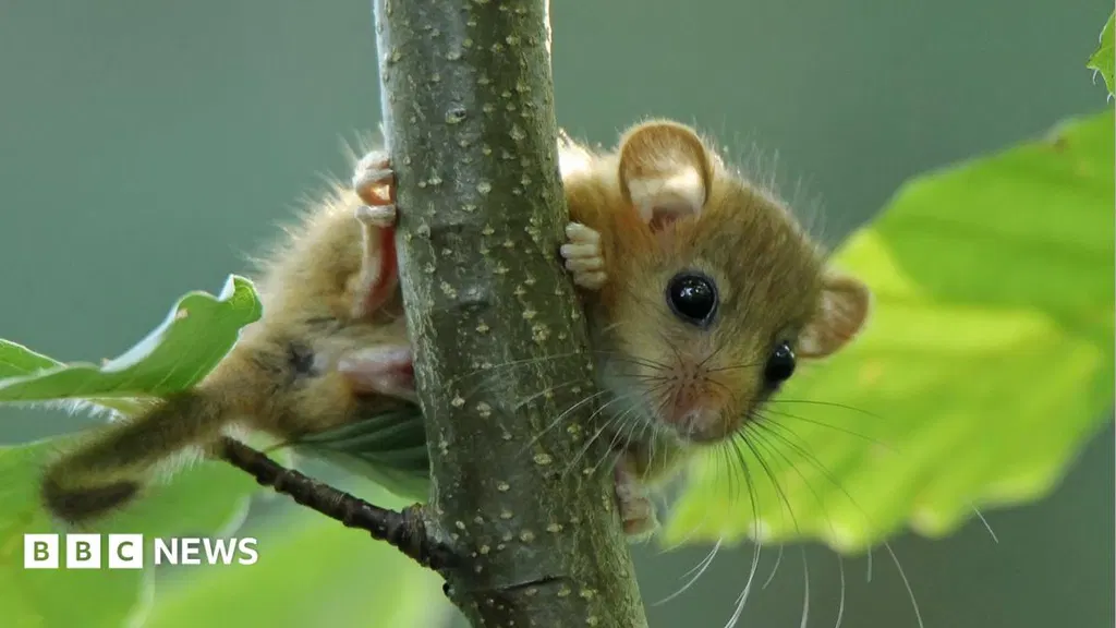 Endangered dormice on farm signal healthy landscape