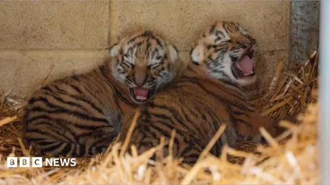 Endangered tiger cubs born in conservation boost