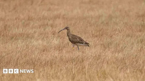 Curlew revival continues at nature reserve