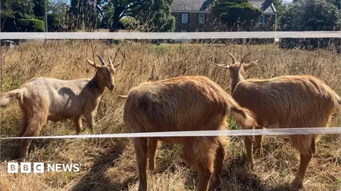 Royal Golden Guernsey Goats join conservation herd