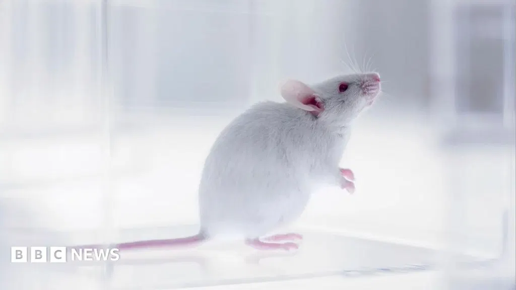 Part-human part-mouse brain developed in science breakthrough