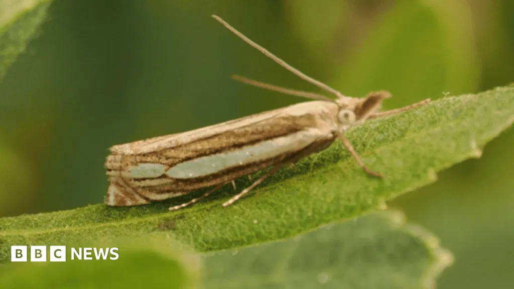 'Special surprise' as rare moth found in nature reserve for first time