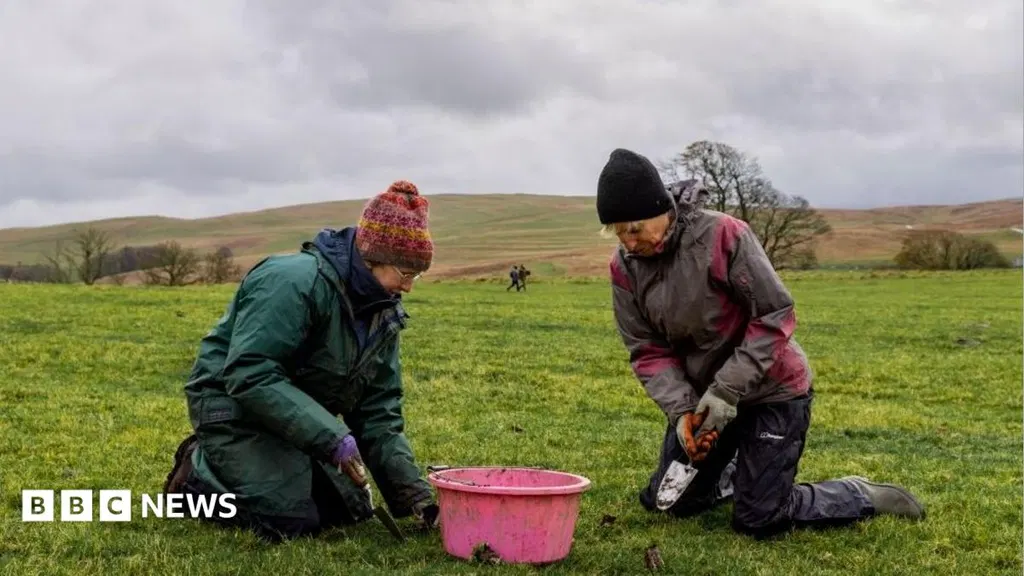 Hundreds of wildflowers to be planted at meadow