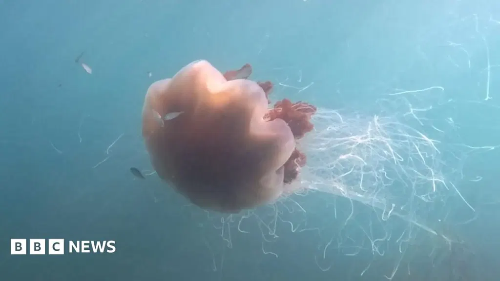 Giant jellyfish with '40ft tentacles' captured on camera off coast