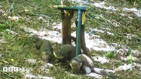 Birth of pine marten kits 'a fantastic sign'