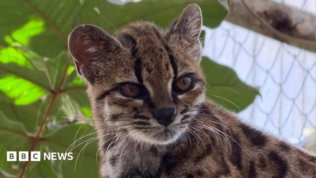 New wild cat species discovered - with only one known living member