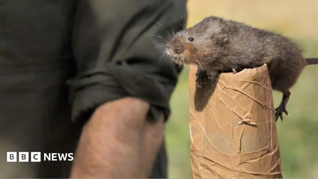 Endangered water voles introduced to reserve