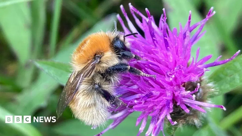 Bumblebee project seeking to help rare species
