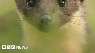 Pine marten babies born on Exmoor for first time in 100 years