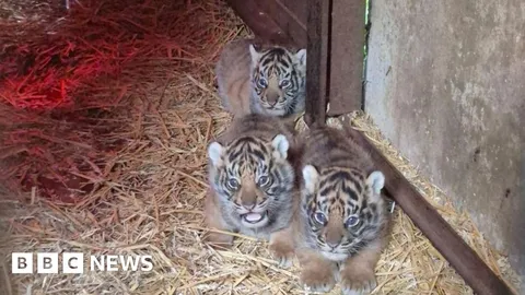 Animal park welcomes four Sumatran tiger cubs