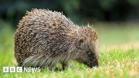 Satellites and AI used to track UK hedgehogs in bid to slow decline