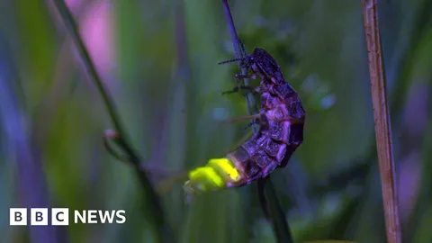 Glow worms and slime moulds found in Scotland's declining rainforest